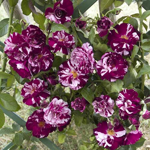 Роза катерлива New Imagine®, C5 изображение 1 артикул 5496