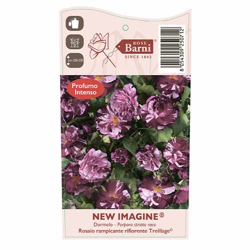 Роза катерлива New Imagine®, C5 изображение 4 артикул 5496