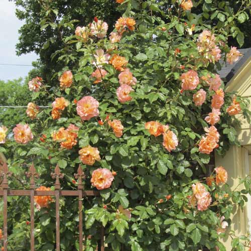 Роза катерлива Orange Climbing артикул фото 1 Роза катерлива Orange Climbing изображение 1 артикул 6253