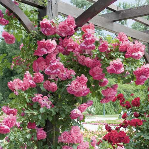 Роза катерлива Rosarium Uetersen артикул фото 1 Роза катерлива Rosarium Uetersen изображение 1 артикул 6256