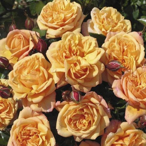 Роза катерлива Susie ®, C3 изображение 1 артикул 6183