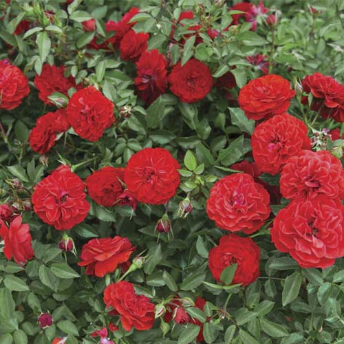 Роза миниатюрна Big Bang®, C5 изображение 1 артикул 5552