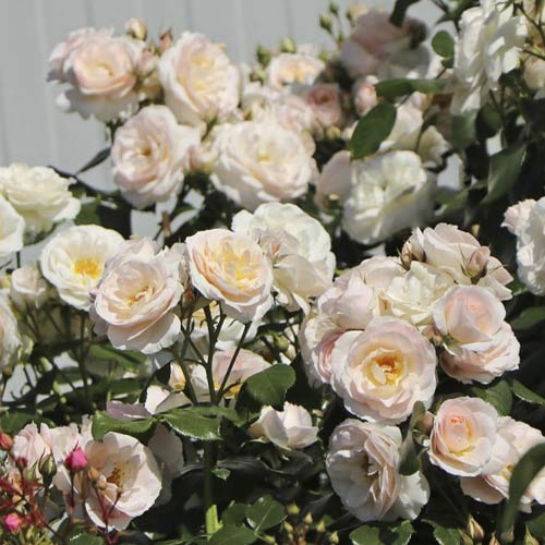 Роза миниатюрна Lady Meillandina артикул фото 1 Роза миниатюрна Lady Meillandina изображение 1 артикул 6260