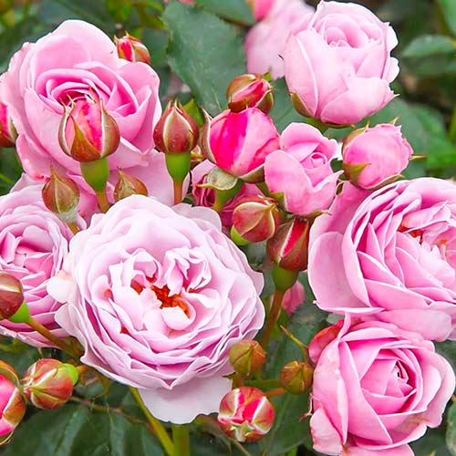 Роза миниатюрна Nautica изображение 1 артикул 5705