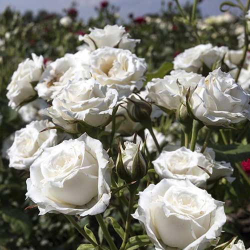 Роза миниатюрна Sсhnee Princess артикул фото 1 Роза миниатюрна Sсhnee Princess изображение 1 артикул 6264