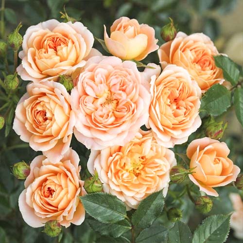 Роза миниатюрна Sweet Dream артикул фото 1 Роза миниатюрна Sweet Dream изображение 1 артикул 6262