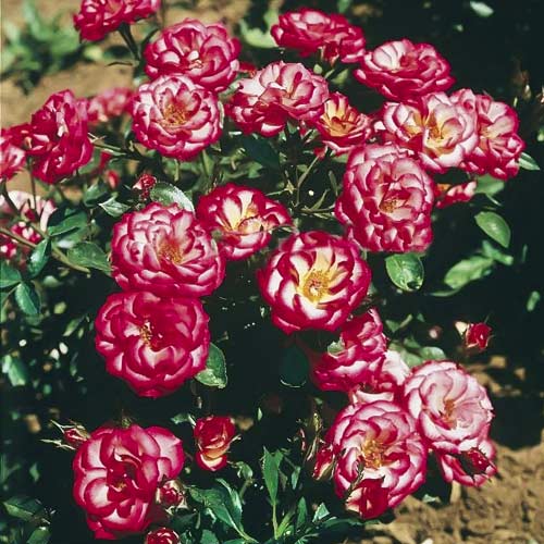 Роза миниатюрна Sweet Symphony артикул фото 1 Роза миниатюрна Sweet Symphony изображение 1 артикул 6263