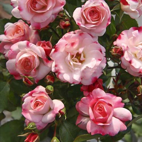 Роза миниатюрна Triple Treat артикул фото 1 Роза миниатюрна Triple Treat изображение 1 артикул 6265