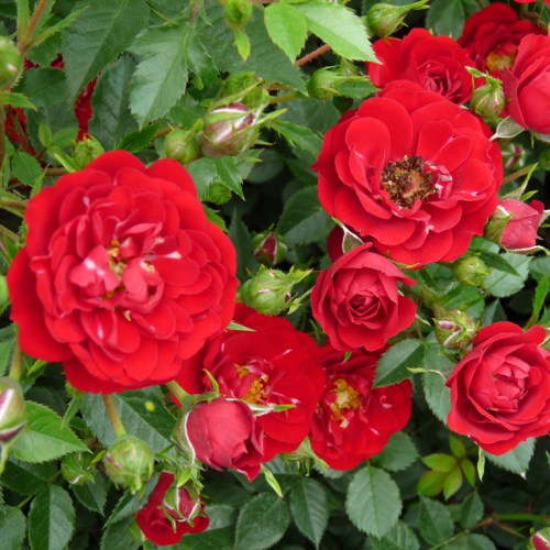 Роза Red The Fairy изображение 1 артикул 5009