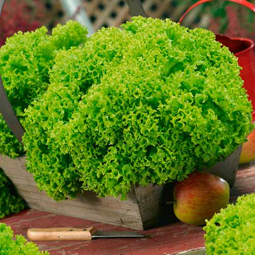 Салата Lollobrigida изображение 1 артикул 96677