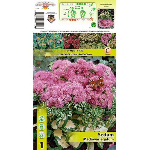 Седум (Sedum Spectabile) Mediovariegatum изображение 1 артикул 70486
