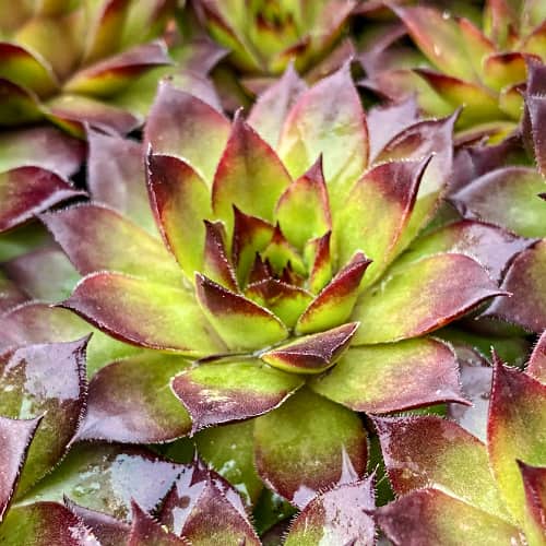Sempervivum Cassiopea, С2 изображение 1 артикул 8266
