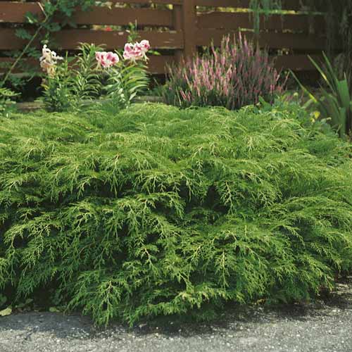 Сибирска микробиота, C2 изображение 1 артикул 7746