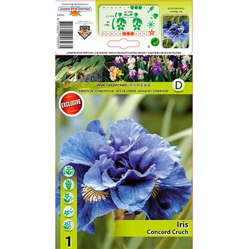 Сибирски ирис Concord Crush изображение 1 артикул 76286
