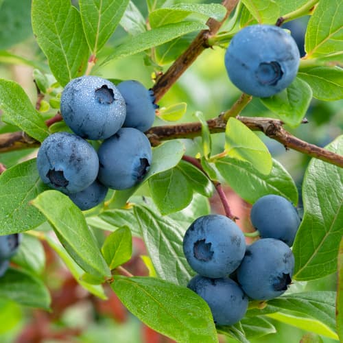 Боровинка синя Bluecrop, P9 изображение 1 артикул 9270