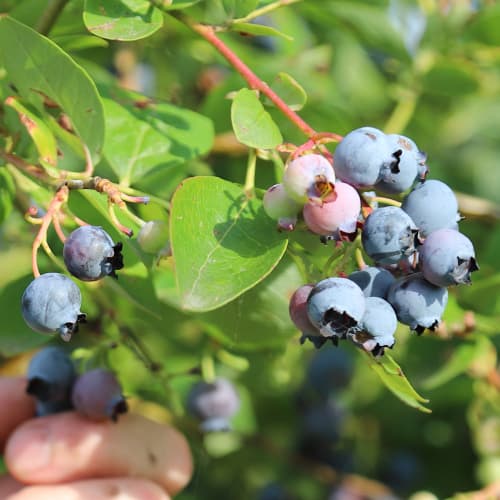 Боровинка синя Duke, P9 изображение 1 артикул 9216