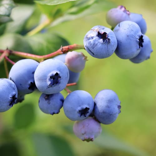 Боровинка синя Early Blue, P9 изображение 1 артикул 9301