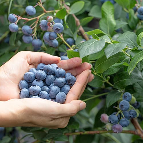 Боровинка синя Eliot, P9 изображение 1 артикул 9327