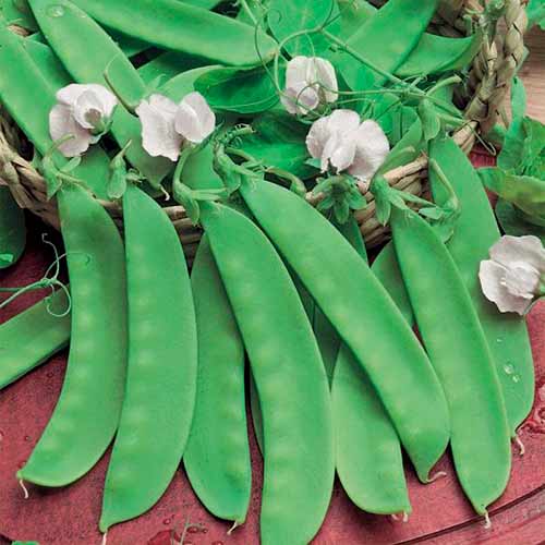 Сладък грах Norli артикул фото 1 Сладък грах Norli изображение 1 артикул 96688