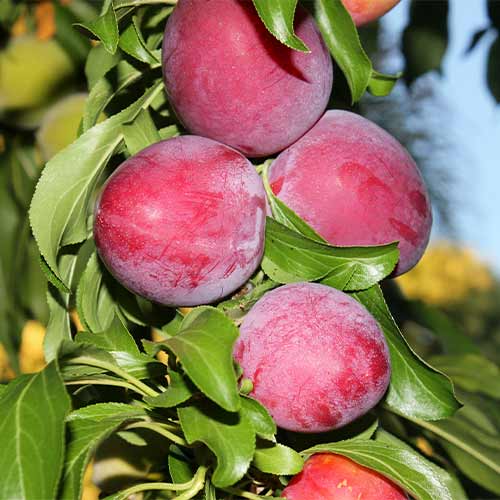 Слива (columnar) Red Lure изображение 1 артикул 2022