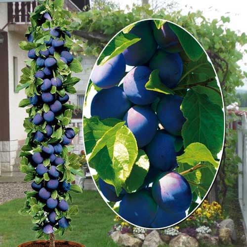 Слива колона Fruca, С2 изображение 1 артикул 1945