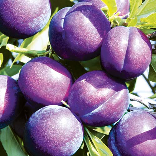 Слива Piky Loka изображение 1 артикул 7960