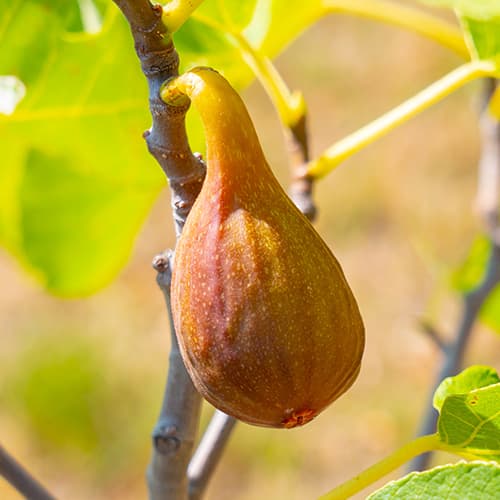 Смокиня Francesco, С2 артикул фото 1 Смокиня Francesco, С2 изображение 1 артикул 5454