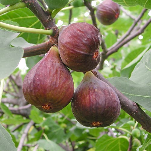 Смокиня Morena, С2 изображение 1 артикул 5455