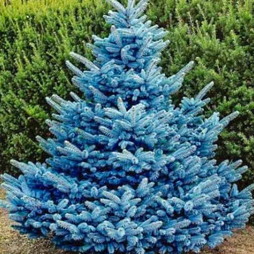 Смърч Majestic Blue, C2 артикул фото 1 Смърч Majestic Blue, C2 изображение 1 артикул 4960