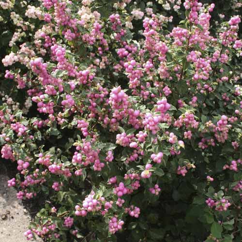 Снержноплодник Amethyst, С2 изображение 1 артикул 8583