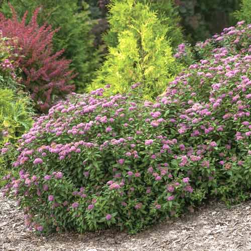 Спирея Double Play Artist ®, С3 изображение 1 артикул 8581