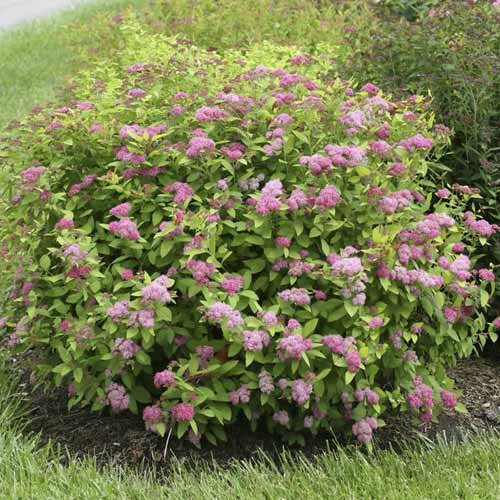 Спирея Double Play Big Bang ®, С3 изображение 1 артикул 8582