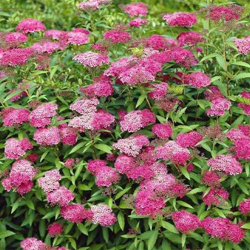 Спирея японска Anthony Waterer изображение 1 артикул 4811