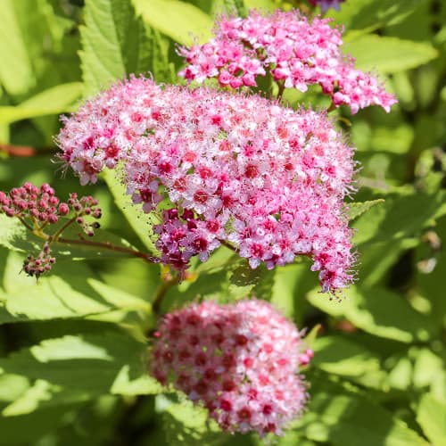 Спирея японска Crispa изображение 1 артикул 2044