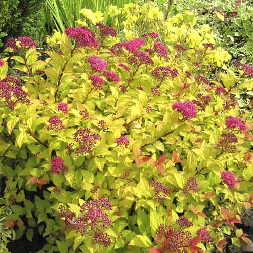 Спирея японска Golden Princess, C3 изображение 1 артикул 7730