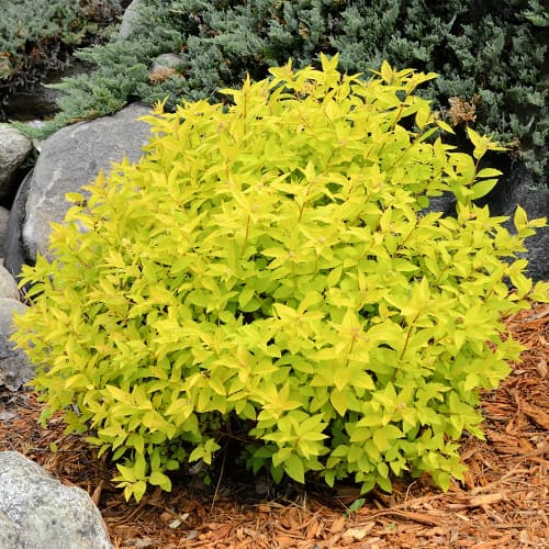 Спирея японска Goldmound артикул фото 1 Спирея японска Goldmound изображение 1 артикул 2045