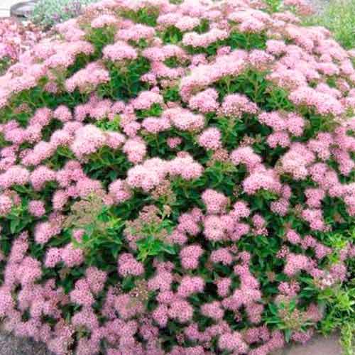 Спирея японска Little Princess артикул фото 1 Спирея японска Little Princess изображение 1 артикул 9100