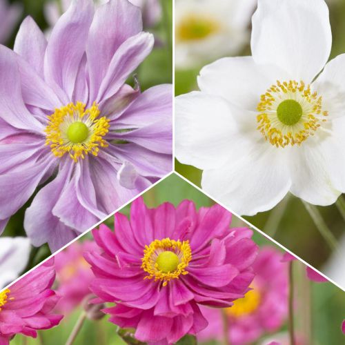 Супер оферта! Анемоне японска, комплект от 3 сорта изображение 1 артикул 70489