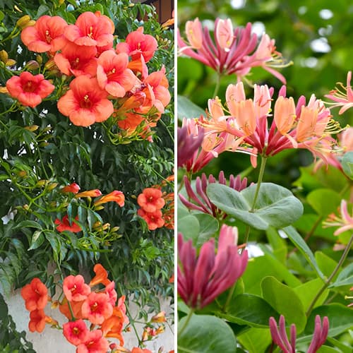 Супер оферта! Декоративни храсти, комплект от 2 сорта артикул фото 1 Супер оферта! Декоративни храсти, комплект от 2 сорта изображение 1 артикул 4817