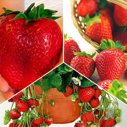 Супер оферта! Голяма реколта от 3 сорта ягоди изображение 1 артикул 5417