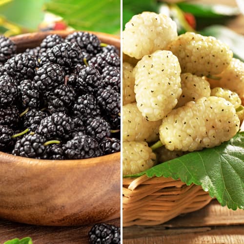 Супер оферта! Комплект черници, 2 сорта артикул фото 1 Супер оферта! Комплект черници, 2 сорта изображение 1 артикул 5861