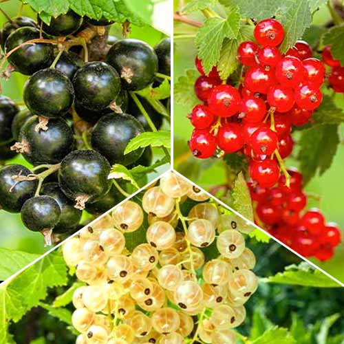 Супер оферта! Комплект френско грозде Трио, 3 сорта изображение 1 артикул 5845