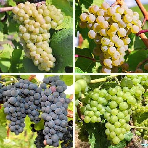 Супер оферта! Комплект "Гроздово изкушение", 4 сорта изображение 1 артикул 5573