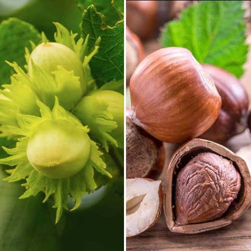 Супер оферта! Комплект лешници Duo 2 сорта изображение 1 артикул 5675