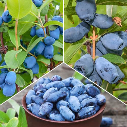 Супер оферта! Комплект лоницера (ядлива), 3 сорта изображение 1 артикул 1589