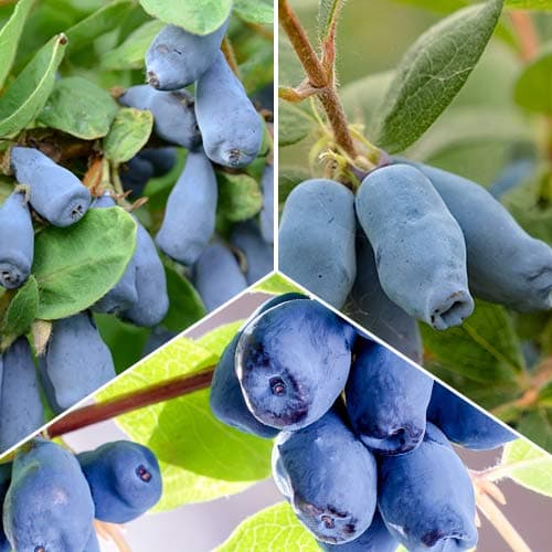 Супер оферта! Комплект лоницера (ядлива) от 3 сорта изображение 1 артикул 5864