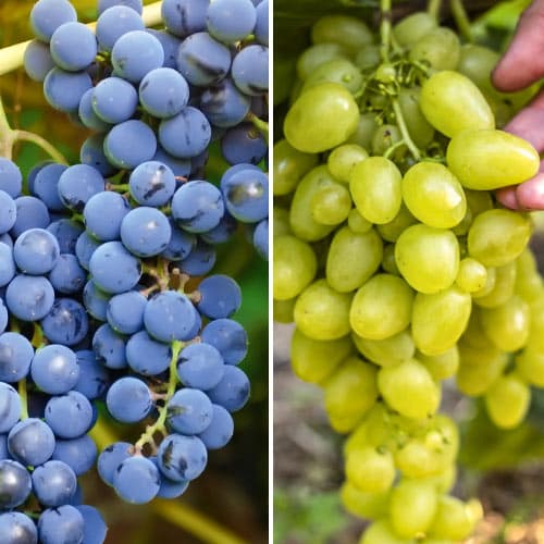 Супер оферта! Комплект много ранни лози, 2 сорта изображение 1 артикул 4958