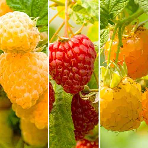 Супер оферта! Комплект от малини, ремонтантни 3 сорта изображение 1 артикул 5844
