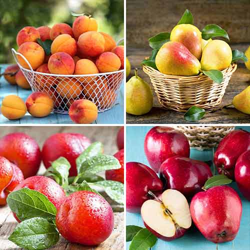 Супер оферта! Комплект Плодове за сладкиш, 4 сорта изображение 1 артикул 5873