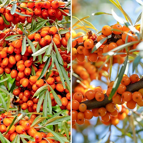 Супер оферта! Комплект ракитник, 2 сорта изображение 1 артикул 5860